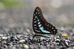 Graphium eurypylus (Linnaeus 1758) resmi