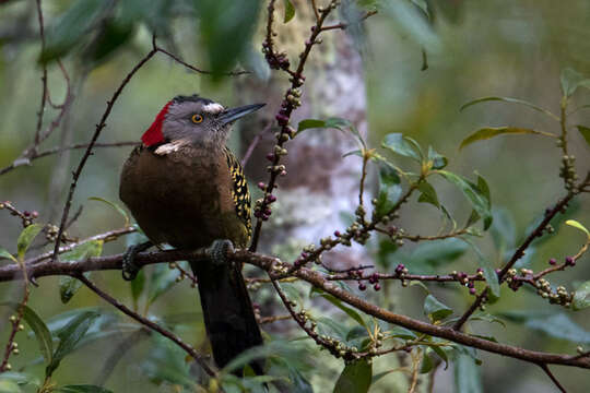 Image of Hispaniolan Woodpecker