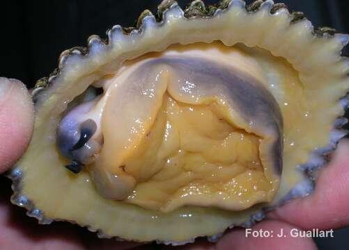 Image of ribbed Mediterranean limpet