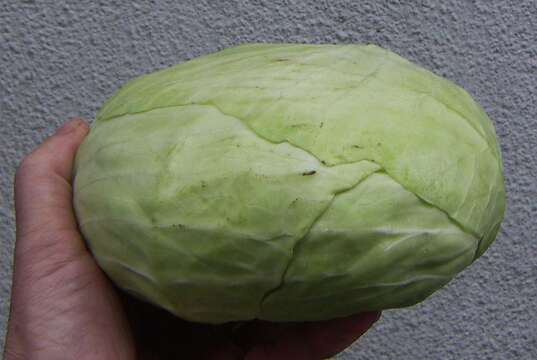 Image of white cabbage