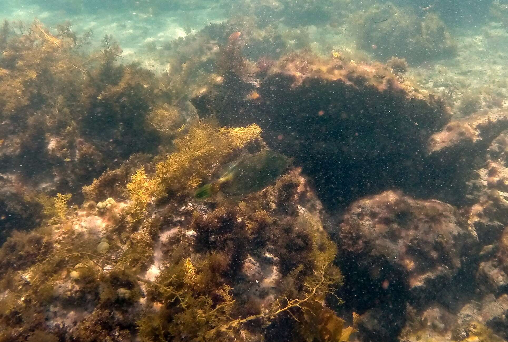 Image of Spiny-tailed leatherjacket