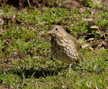 Image of Song Thrush