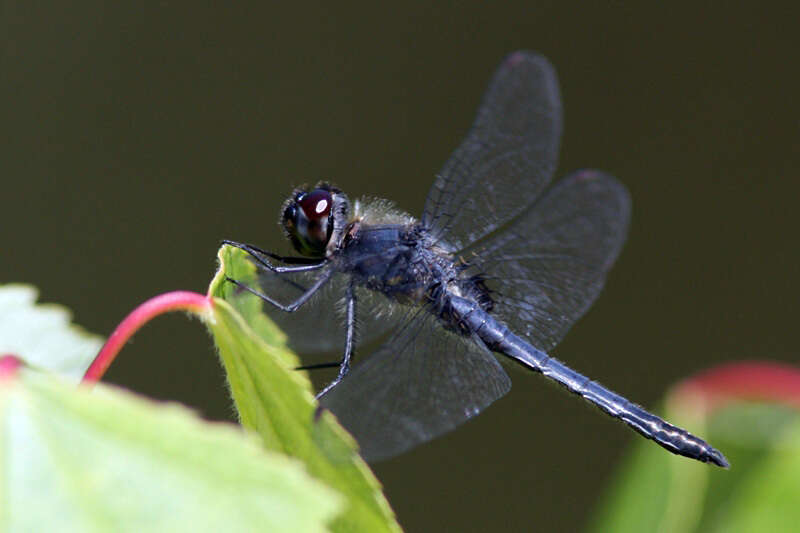 Слика од Celithemis verna Pritchard 1935