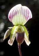 Image of Callus Paphiopedilum