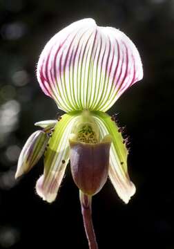 Image of Callus Paphiopedilum