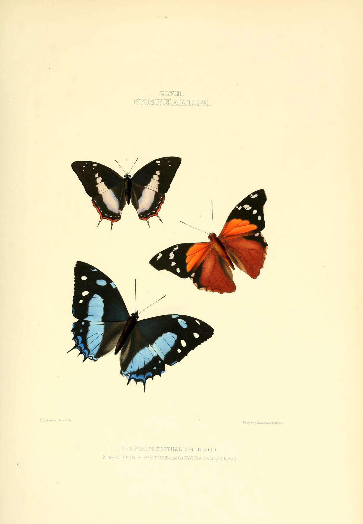 Sivun Charaxes ethalion Boisduval 1847 kuva