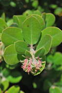 Image of woollyleaf manzanita