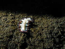 Image de Maritigrella fuscopunctata (Prudhoe 1978)