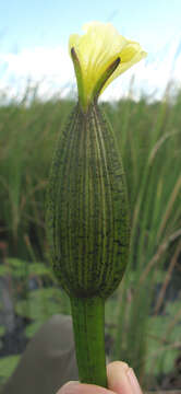 Image of Ottelia ulvifolia (Planch.) Walp.