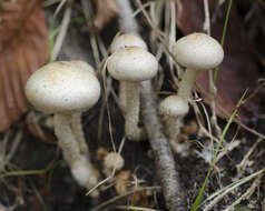 Image of Pholiota gummosa (Lasch) Singer 1951