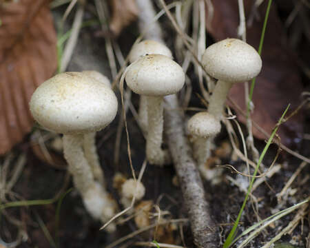 Pholiota gummosa (Lasch) Singer 1951 resmi