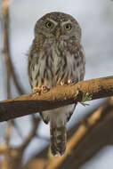 Image of Pearl-spotted Owlet