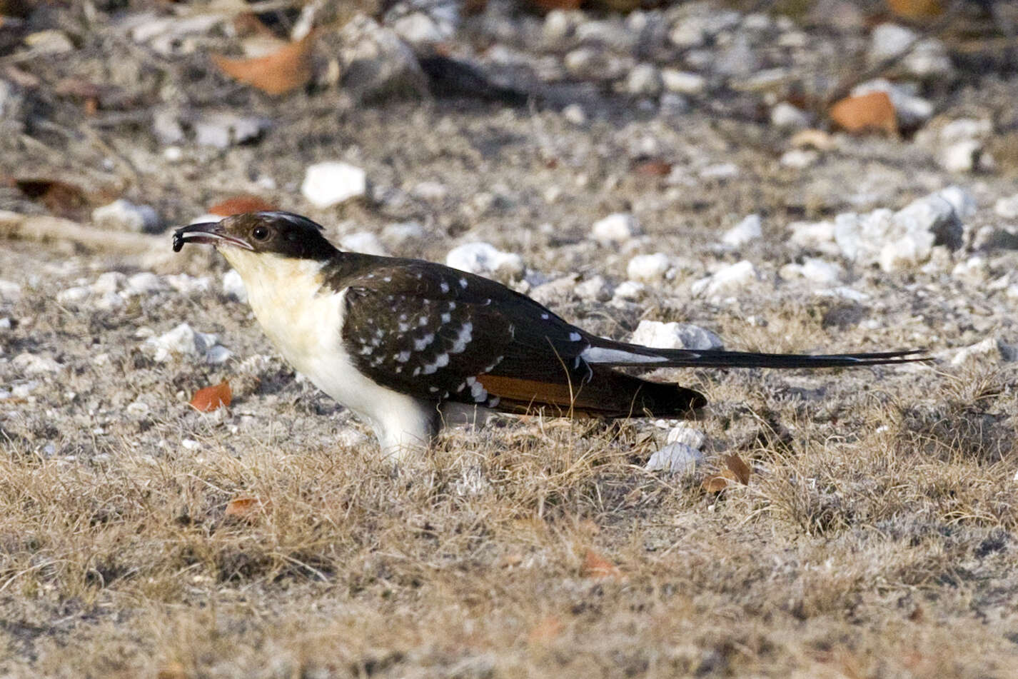 Imagem de Clamator glandarius (Linnaeus 1758)