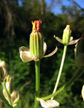 Crepis vesicaria subsp. vesicaria resmi