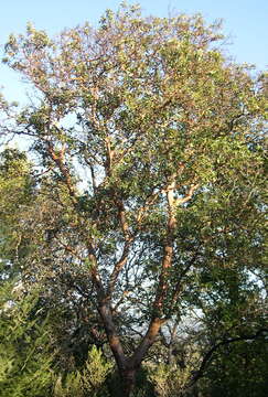 Image of Pacific madrone