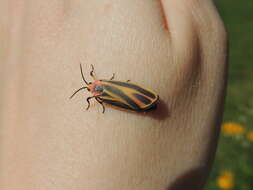 Image of Painted Lichen Moth