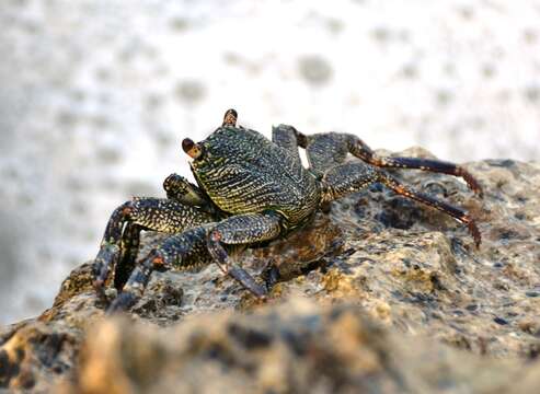 Image of Natal lightfoot crab