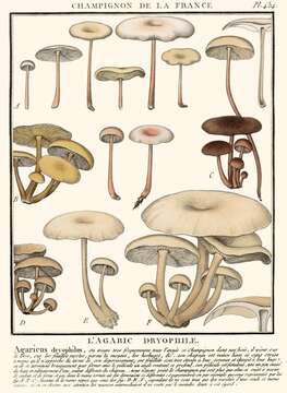 Image of Gymnopus dryophilus (Bull.) Murrill 1916