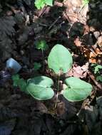 Image of Epimedium pinnatum subsp. colchicum (Boiss.) N. Busch