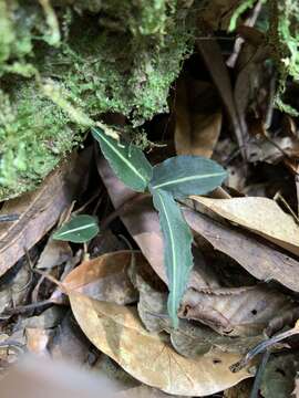 Image of Goodyera similis Blume