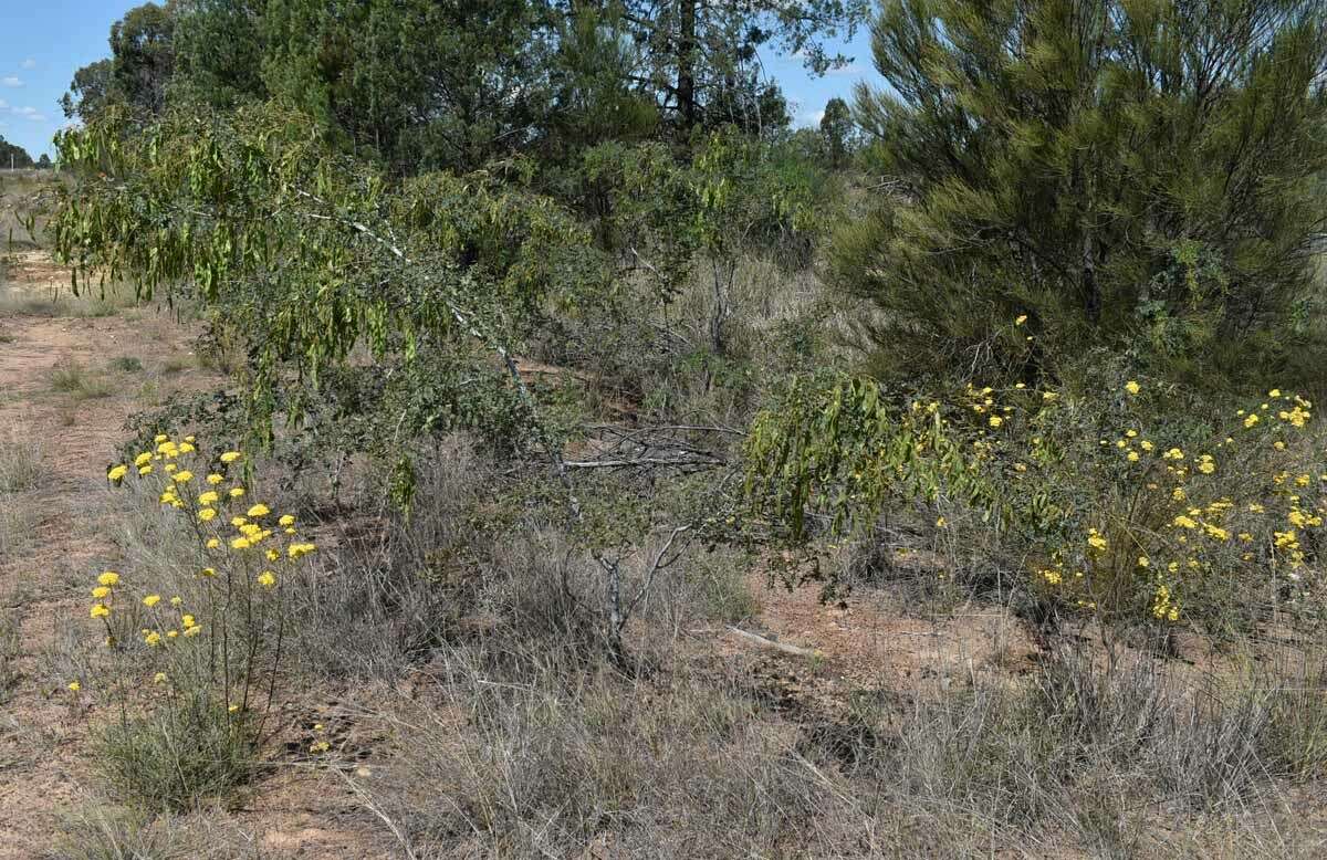 Image of glory wattle