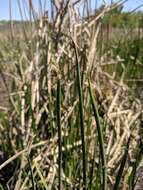 Image of American bulrush