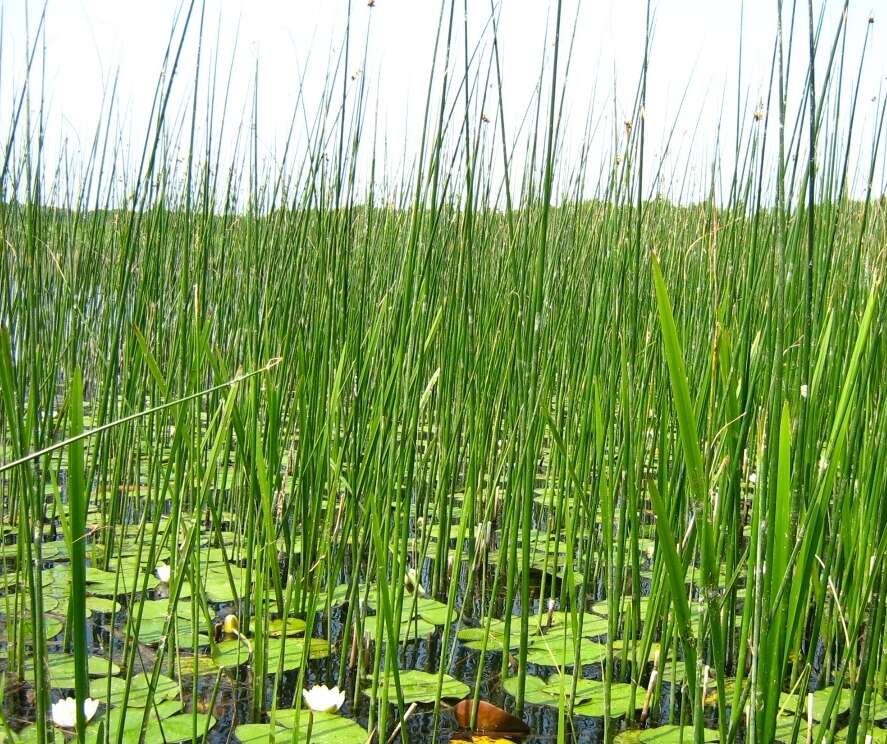 Image de scirpe des lacs, jonc des chaisiers commun