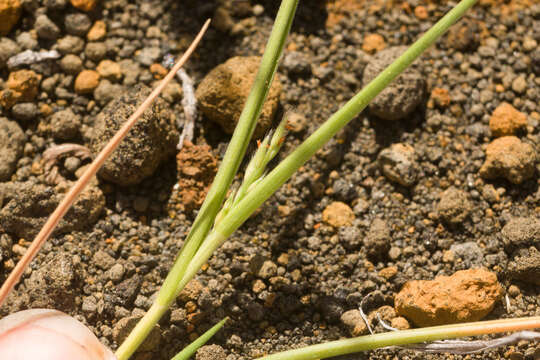 Imagem de Panicum fauriei Hitchc.