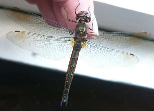 Image of Ranger Dragonfly