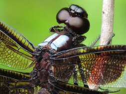 Libellula luctuosa Burmeister 1839 resmi