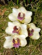 Image of Orchid