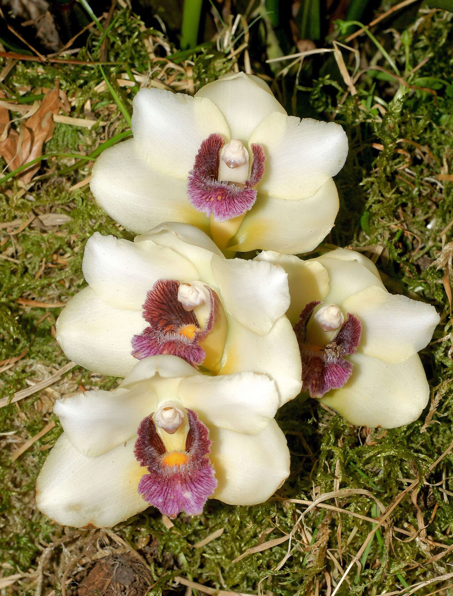 Image de Bifrenaria harrisoniae (Hook.) Rchb. fil.