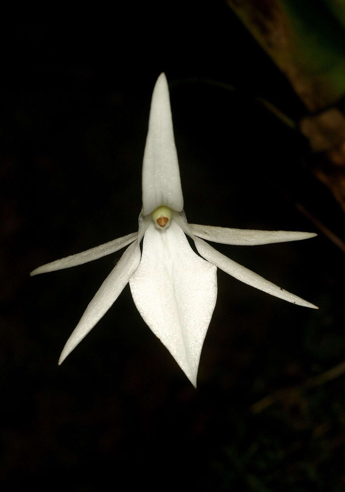 Image of Jumellea arachnantha (Rchb. fil.) Schltr.