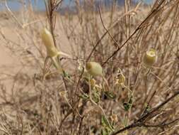 Image of Adonis blazingstar