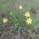 Image of dwarf yellow day lily