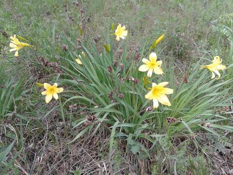 Image of dwarf yellow day lily