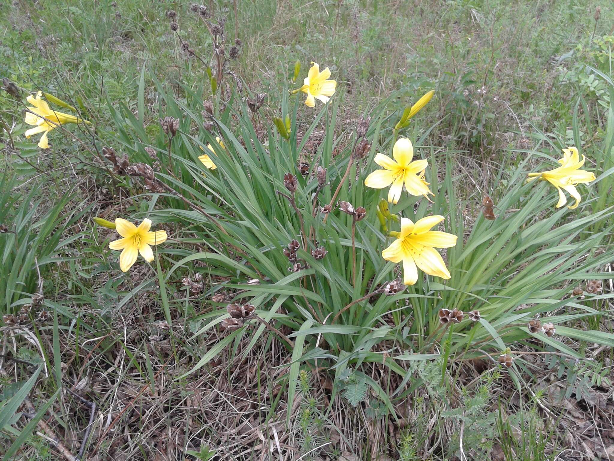 Image of dwarf yellow day lily