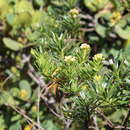 Image of Monticalia pulchella subsp. pulchella