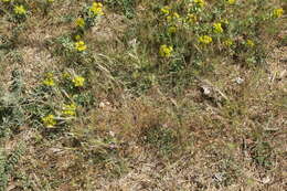 Sivun Lomelosia brachiata (Sm.) W. Greuter & Burdet kuva