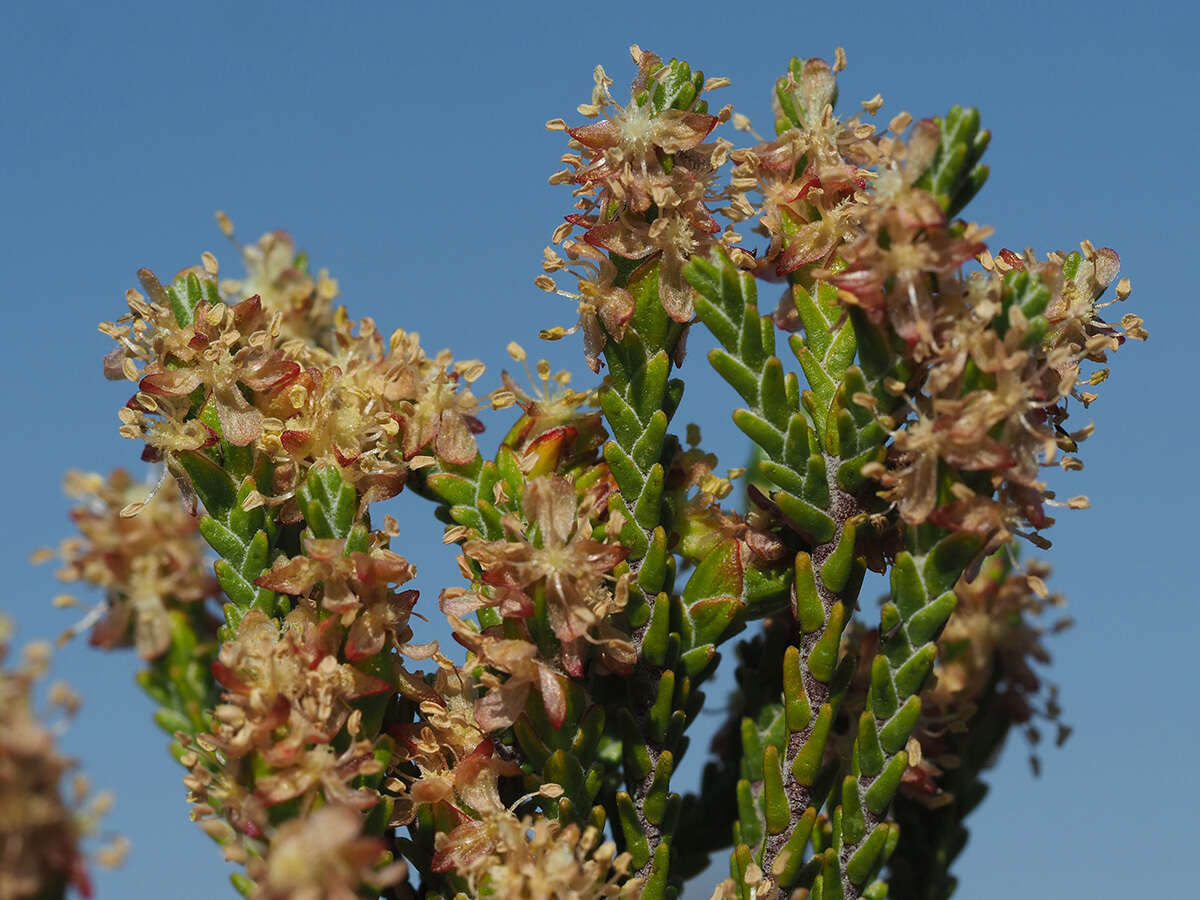 صورة Passerina truncata subsp. truncata