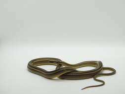 Image of Nuevo Leon Graceful Brown Snake