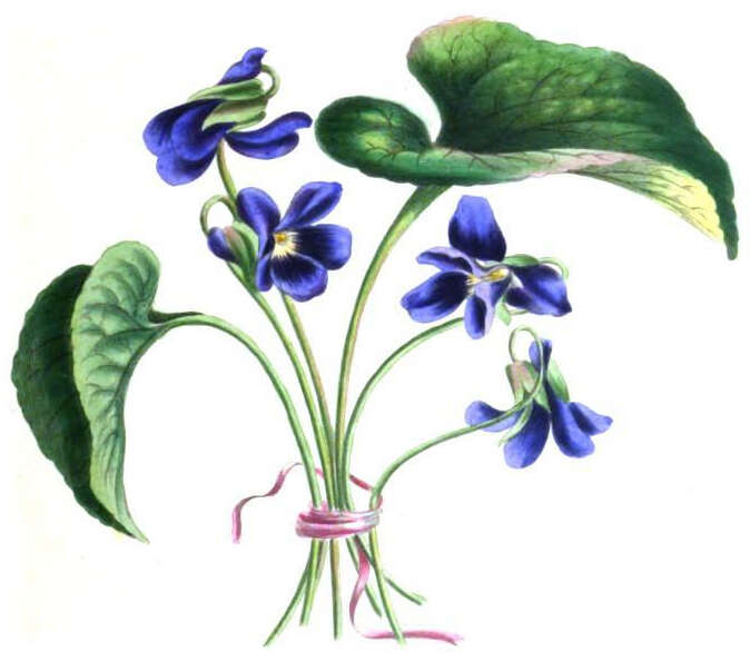 Image of sweet violet