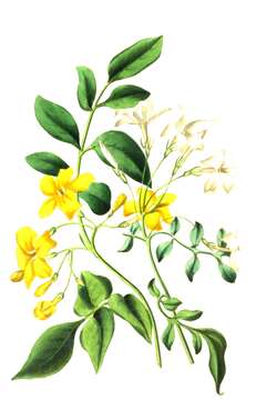 Image of Common Jasmine