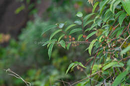 Image of Broussonetia kaempferi var. australis Suzuki