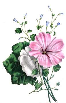 Image of tree mallow