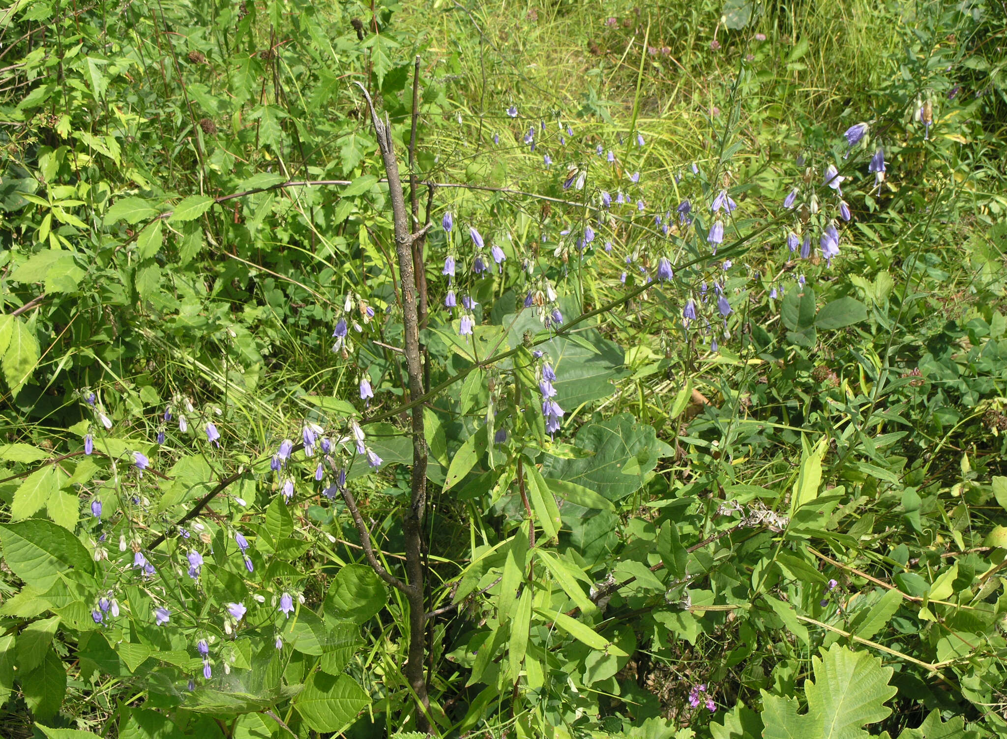 Imagem de Adenophora pereskiifolia (Fisch. ex Schult.) G. Don