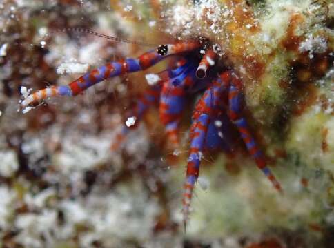 Image of Verrill's hermit crab