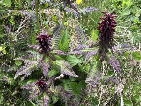 Слика од Pedicularis recutita L.