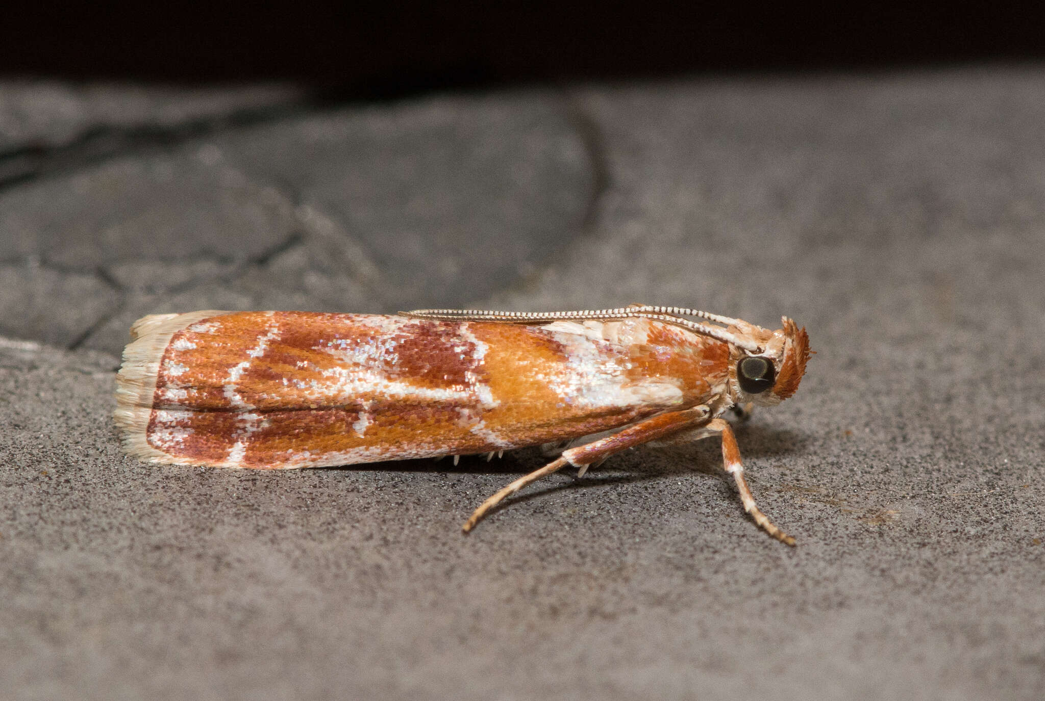 Image of Webbing Coneworm Moth