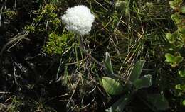 Image of Craspedia uniflora Forst. fil.